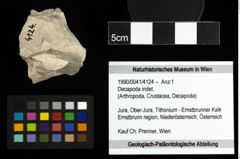 Foto (Objekt + Etiketten) von Decapoda indet. 